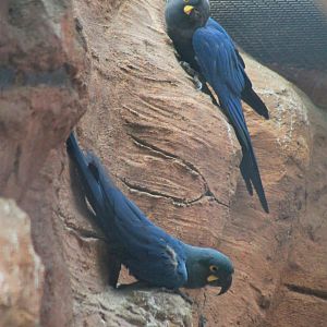 Lear's Macaws (Anodorhynchus leari)