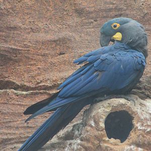 Lear's Macaw (Anodorhynchus leari)
