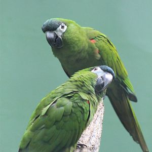 Northern Red-shouldered Macaws (Diopsittaca nobilis nobilis)