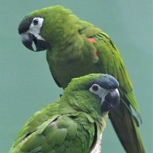 Northern Red-shouldered Macaws (Diopsittaca nobilis nobilis)
