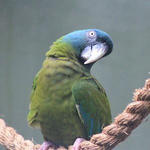 Blue-headed Macaw (Ara couloni)