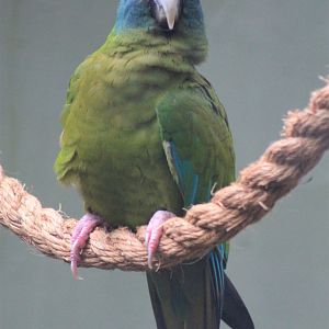 Blue-headed Macaw (Ara couloni)