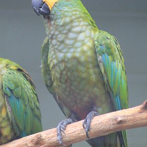 Red-bellied Macaws (Orthopsittaca manilata)