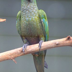 Red-bellied Macaw (Orthopsittaca manilata)