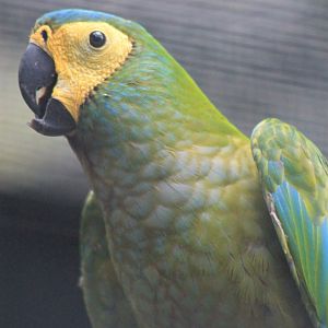 Red-bellied Macaw (Orthopsittaca manilata)