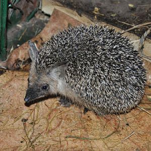 Paraechinus hypomelas eversmanni / Brandt's hedgehog at Karagandy zoo
