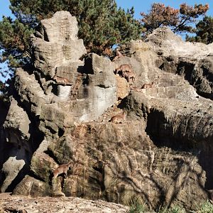 Barbary mountain - Tierpark Hagenbeck