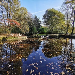 Pelican pond - Tierpark Hagenbeck