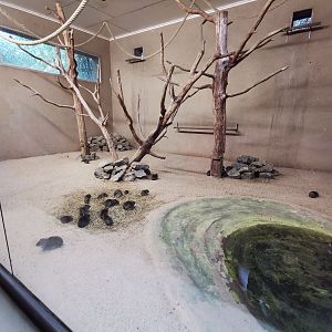 Macaw indoors - Tierpark Hagenbeck