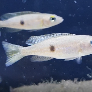 Lepidiolamprologus attenuatus