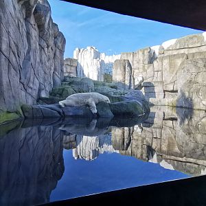 Polar bear exhibit, Eismeer - Tierpark Hagenbeck