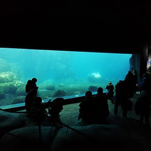 Underwater viewing, Eismeer - Tierpark Hagenbeck