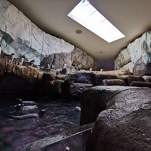 Penguin indoor exhibit, Eismeer - Tierpark Hagenbeck