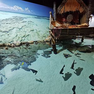 Tropical tank - Tropen-Aquarium