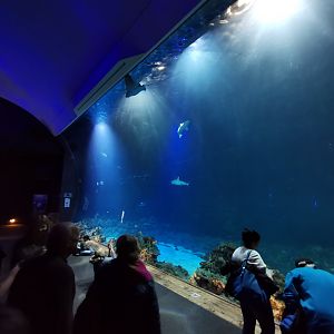 Underwater viewing - Tropen-Aquarium
