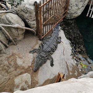 Nile crocodile - Tropen-Aquarium