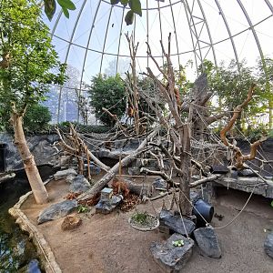 Orangutan dome inside - Tierpark Hagenbeck