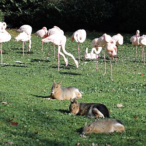 Free range Patagonian maras - Tierpark Hagenbeck