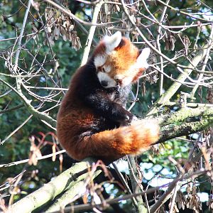 Red panda - Tierpark Hagenbeck