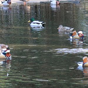 Ducks in Flamingo Lagoon - Tierpark Hagenbeck