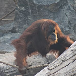 Sumatran orangutan - Tierpark Hagenbeck