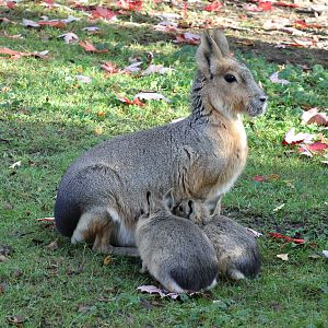 Free range Patagonian mara - Tierpark Hagenbeck