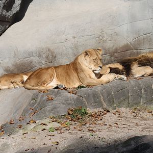 Lions - Tierpark Hagenbeck