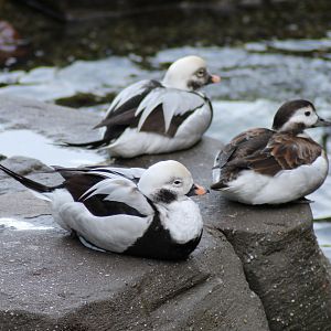 Long-tailed ducks - Tierpark Hagenbeck