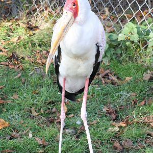 Yellow-billed stork - Tierpark Hagenbeck