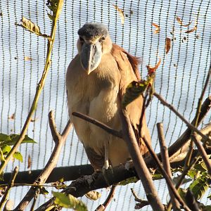 Boat-billed heron - Tierpark Hagenbeck