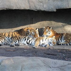 Siberian tigers - Tierpark Hagenbeck