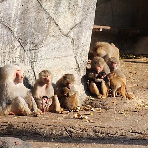 Hamadryas baboons - Tierpark Hagenbeck
