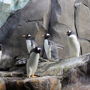 Gentoo penguins - Tierpark Hagenbeck