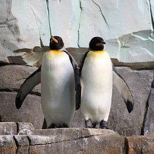 King penguins - Tierpark Hagenbeck