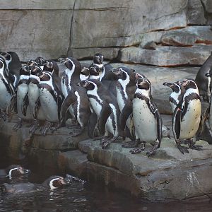 Humbolt penguins - Tierpark Hagenbeck