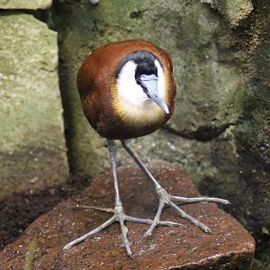 African jacana - Tierpark Hagenbeck