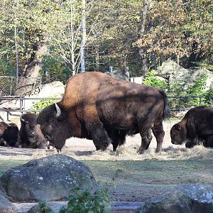 Plains bisons - Tierpark Hagenbeck