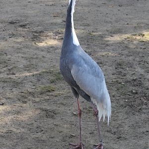 White-naped crane - Tierpark Hagenbeck