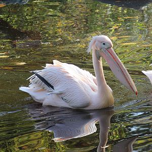 Great white pelican - Tierpark Hagenbeck