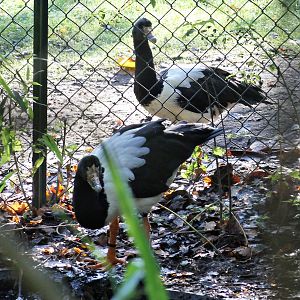 Magpie geese - Tierpark Hagenbeck