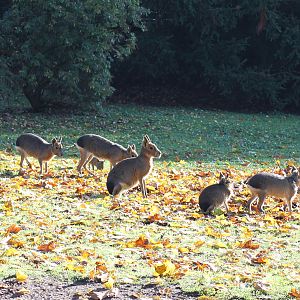 Free range Patagonian Maras  - Tierpark Hagenbeck