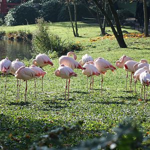 Greater flamingos - Tierpark Hagenbeck