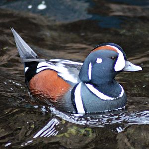Harlequin duck - Tierpark Hagenbeck