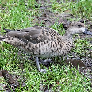 Unknown Hybrid - Weltvogelpark Walsrode