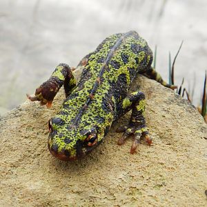 Marbled Newt
