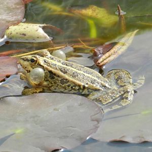 Pelophylax perezi