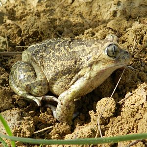 Iberian Spadefoot Toad, Pelobates cultripes
