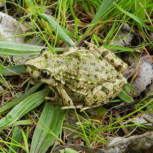 Common Parsley Frog, Pelodytes punctatus