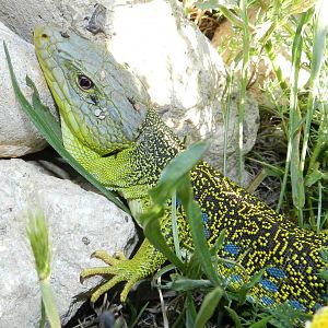 Ocellated Lizard, Timon lepidus