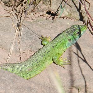 Western Green Lizard, Lacerta bilineata